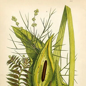 Cuckoo Pint, Sweet Sedge, Sedge, Pondweed, Victorian Botanical Illustration