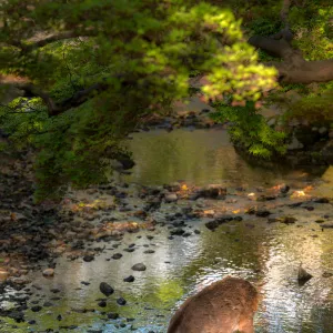 deer in nara park