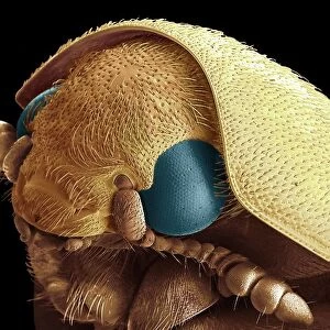 Beetle Collection: Dermestid Beetles