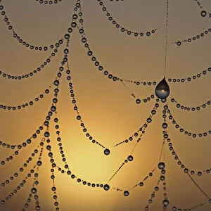 Dewdrops on a spider web in front the sunrise, macro