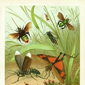 Different insects Praying mantis cockroach and bees 1898
