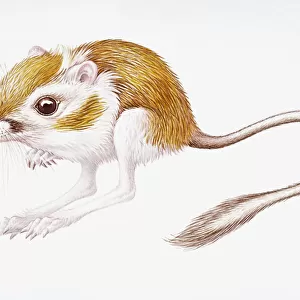 Heteromyidae Collection: Spectabilis