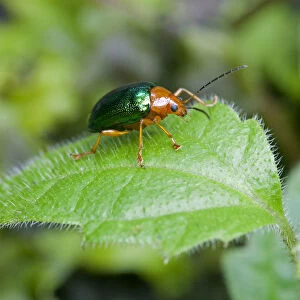 Dogbane Leaf beetle -Chrysochus auratus-, Tandayapa region, Andean mist rainforest, Ecuador, South America
