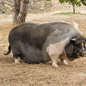 Domestic pig, pot-bellied pig -Sus scrofa domestica-, Portugal, Europe