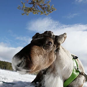 Domesticated reindeer (Rangifer tarandus), Salla, Lapland, Finland