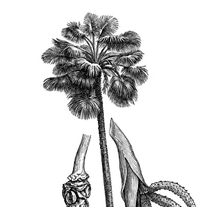 doub palm, palmyra palm, tala palm, toddy palm or wine palm (Borassus flabellifer)