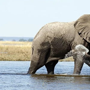 Elephant in Chobe river, Botswana