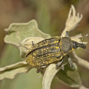 Beetles Collection: Bean Weevil