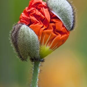 Emerging poppy bud -Papaver sp. -, Mainau Island, Lake Constance, Baden-Wuerttemberg, Germany, Europe