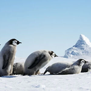 Emperor Penguins (Aptenodytes forsteri)