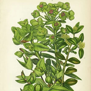 Euphorbia, Spurge, Caper Spurge, Wood Spurge, Capers, Victorian Botanical Illustration