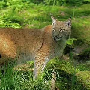 Cats (Wild) Collection: Eurasian Lynx