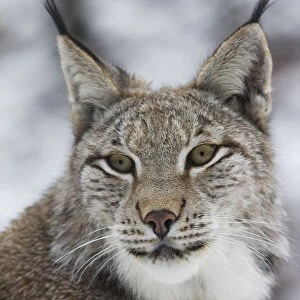 Eurasian lynx -Lynx lynx-, portrait, captive, Arnsberger Wald, Sauerland, North Rhine-Westphalia, Germany