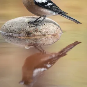 European Chaffinch, male Chaffinch bird species, (Fringilla coelebs ), Spain. On a stone reflected in water