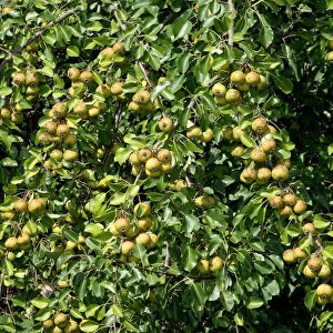 European Pear (Pyrus pyraster) in an orchard meadow, Allgaeu, Bavaria, Germany, Europe