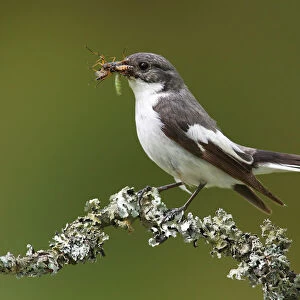 Chats And Flycatchers Collection: European Pied Flycatcher