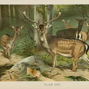 Fallow Deer chromolithograph 1896