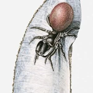 Female Purse web spider (Atypus affinis) in silken pouch