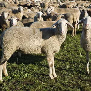 Flock of sheep, domestic sheep -Ovis orientalis aries-, Swabian Alb, Baden-Wuerttemberg, Germany, Europe, PublicGround