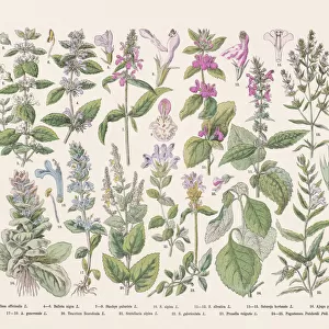 Flowering plants (Angiospermae, Lamiaceae), hand-colored wood engraving, published in 1887