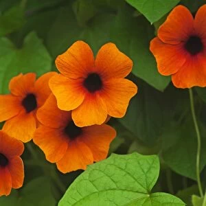 Flowers of the Black-eyed Susan -Thunbergia alata-