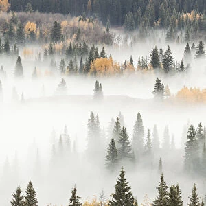 Fog covering mountain forest, San Juan National Forest, Colorado, USA