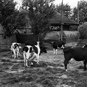 Cattle Collection: Holstein
