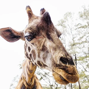 Funny Close Up of Giraffe Leaning In to Camera