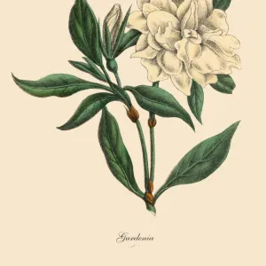 Gardenia Plant, Victorian Botanical Illustration