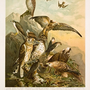German birds of prey lithograph 1896