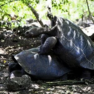 The Giant Tortoise