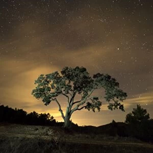 Giant tree, ( oak) in the moonlight in the mountain