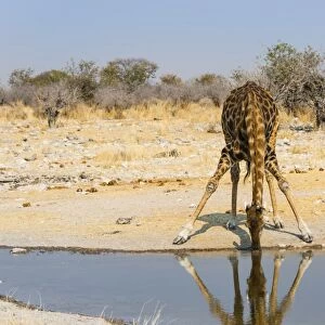 Giraffe -Giraffa camelopardalis- drinking at waterhole Kalkheuwel, Etosha National Park, Namibia