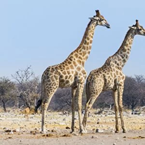 Giraffes -Giraffa camelopardis-, Etosha National Park, Namibia
