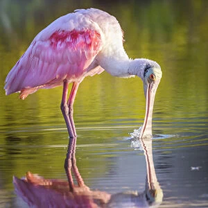 Gorgeous Roseate Spoonbill and Reflection at Fort Myers Beach, Florida