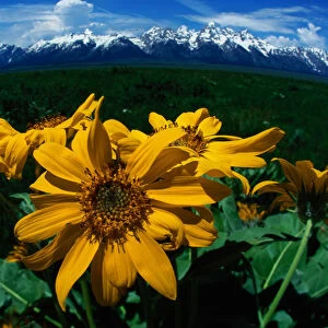 Grand Teton National Park, USA. Wild sunflowers in spring amidst sagebrush. Wyoming
