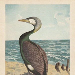 Cormorants Collection: Great Cormorant