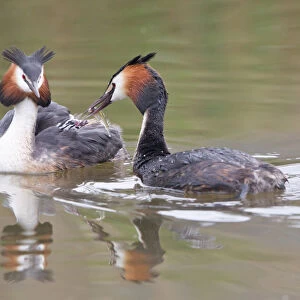 Great Crested Grebe -Podiceps cristatus-, family, feeding chick in plumage, North Hesse, Hesse, Germany