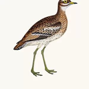 Charadriidae Collection: Greater Sand Plover