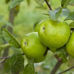 Green apples (Malus), Granny Smith