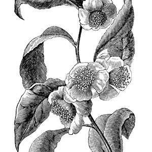 Green tea (Camellia sinensis)