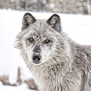 Grey wolf, Yellowstone