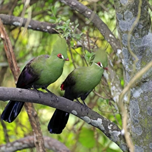 Turacos Collection: Related Images