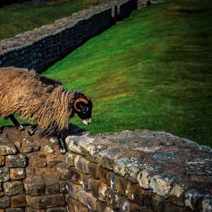 Hadrians Wall