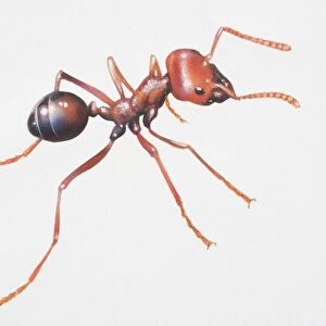 Hymenoptera Collection: Harvester Ant