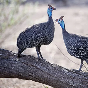 Guineafowl Collection: Related Images