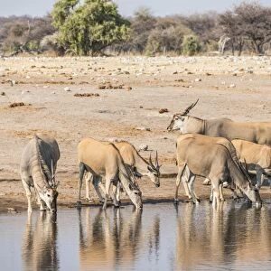 Herd of Elands -Taurotragus oryx- drinking, Chudop water hole, Etosha National Park, Namibia