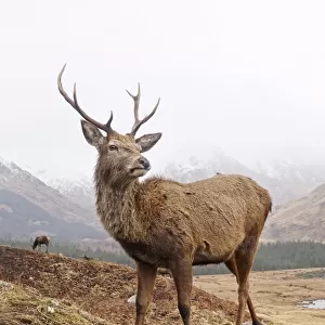 Highland stag close up