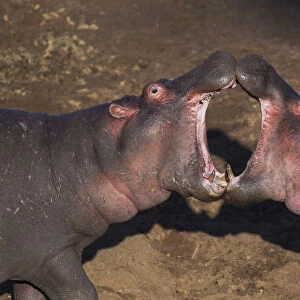 Hippopotamuses sparring