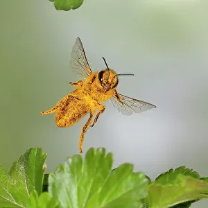 Honey bee (Apis mellifera), covered with pollen, in flight, highspeed nature photo, between leaves of gooseberry (Ribes uva-crispa), Siegerland, North Rhine-Westphalia, Germany